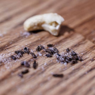 mouse droppings