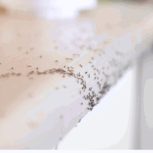 Ants on top of counter
