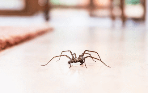 spider on the floor inside a house