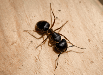 ant on a piece of wood