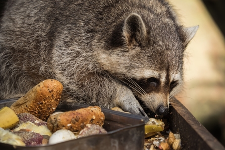 raccoon eating garbage