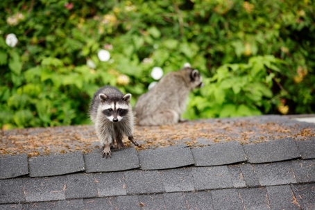 raccoons on roof