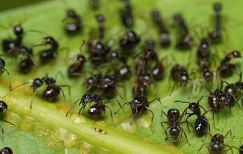 ant infestation on a plant