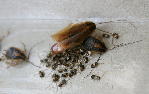 german cockroaches