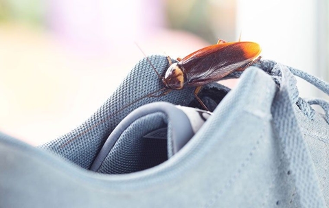 american cockroach on sneaker