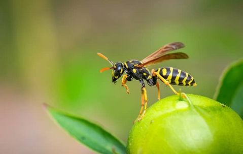 wasp on plant