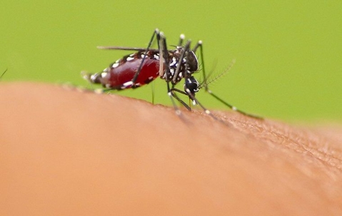 mosquito filled with blood on human skin