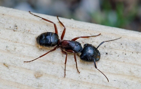 carpenter ant crawling on wood deck