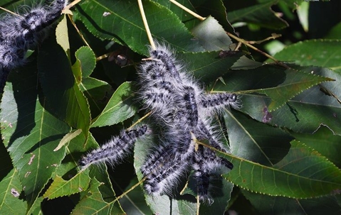 group of walnut caterpillars on plant