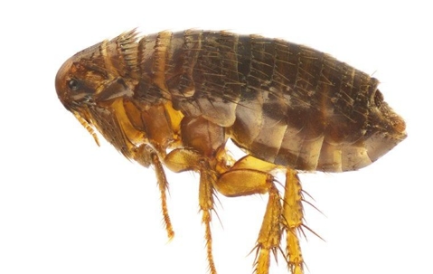 close up of flea on white background