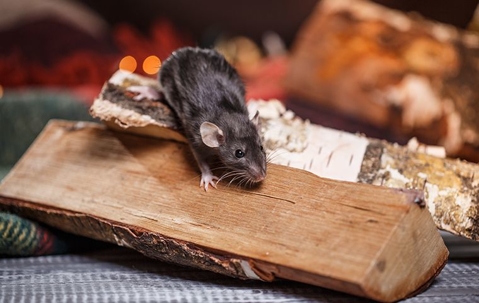 rodent crawling on a piece of firewood