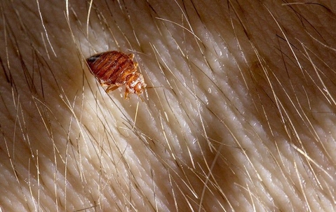 bed bug crawling on human skin