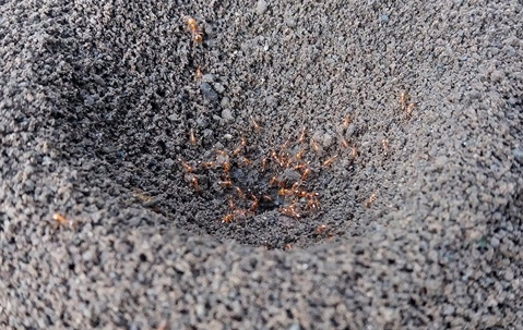 fire ant hill in a lawn