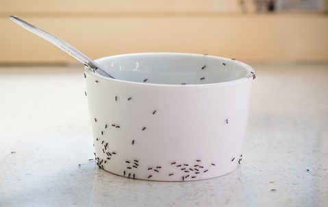 ant infestation on a small bowl