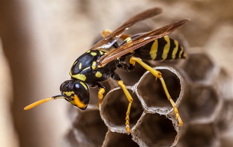 wasp on a nest