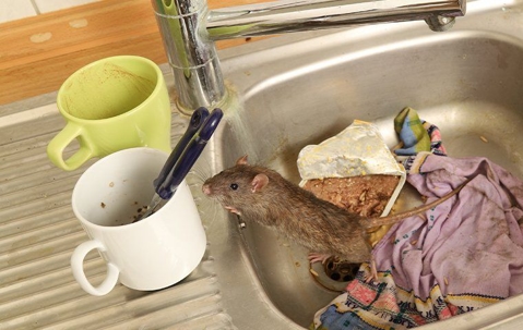 norway rat in sink