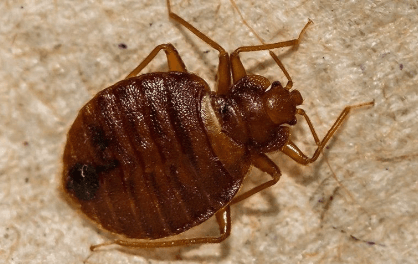 Bed Bugs
