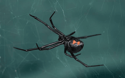 Black Widow Spiders