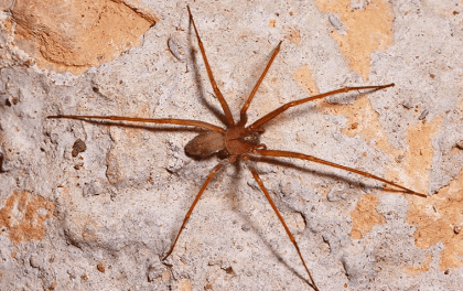 Brown Recluse Spiders