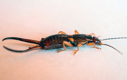 Earwigs