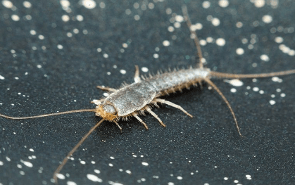 Silverfish