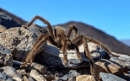 Tarantulas