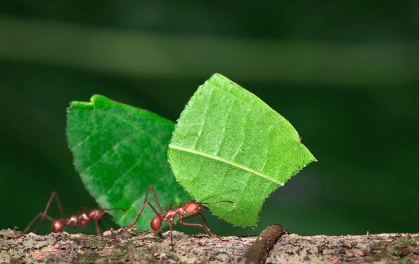 Texas Leafcutter Ants