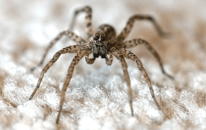 Wolf Spiders