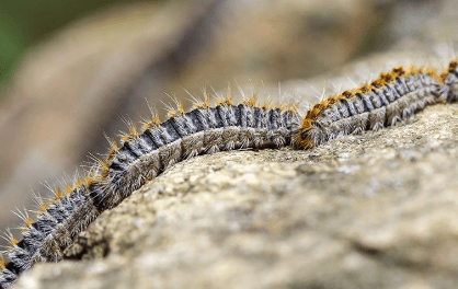 Walnut Caterpillars