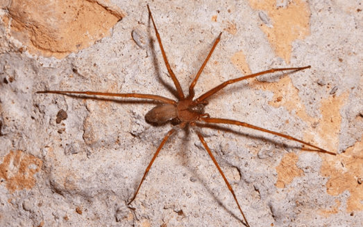 Brown Recluse Spiders