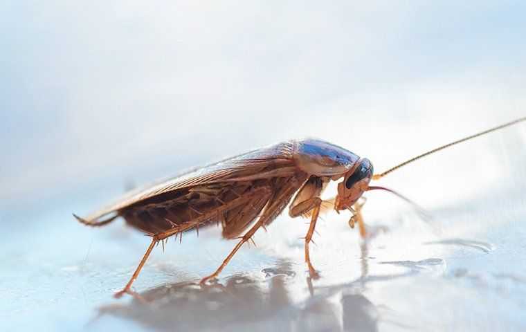 cockroach in home