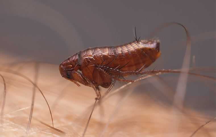 Close up of a flea on human hair