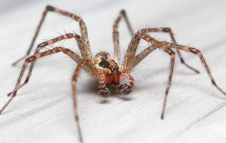 The ABCs Of Spider Prevention: How To Keep Your Brackettville Home ...